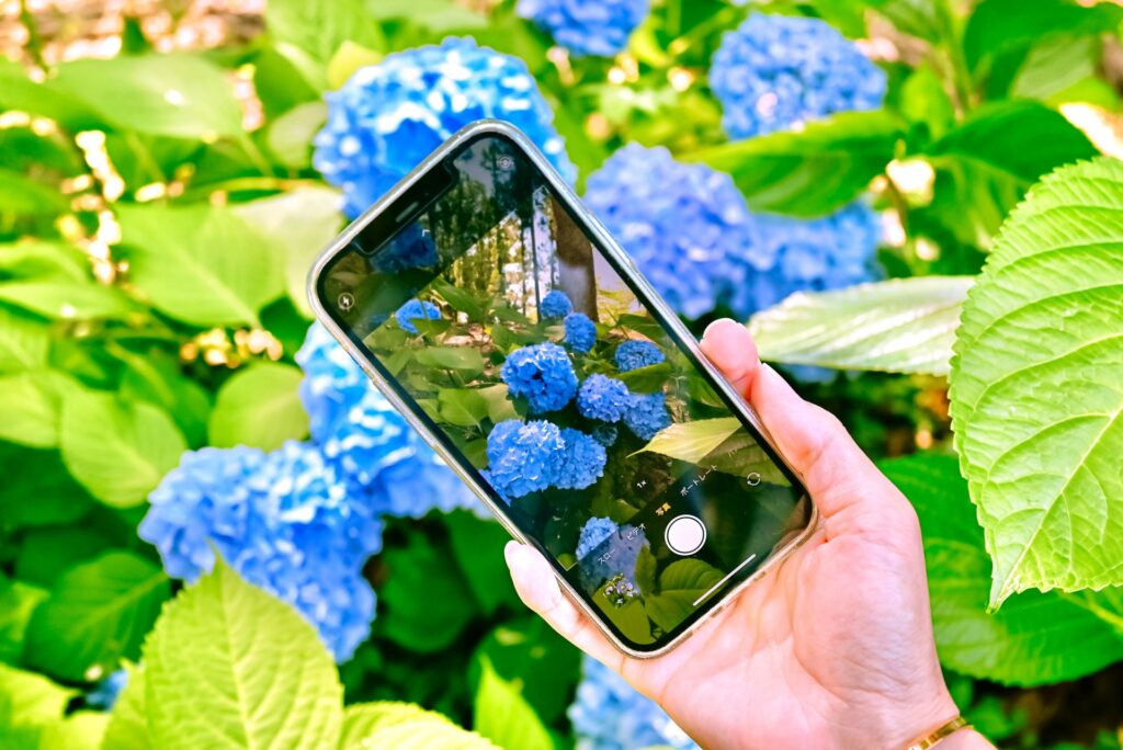 スマホで紫陽花を撮影