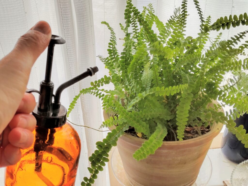 観葉植物の水やり