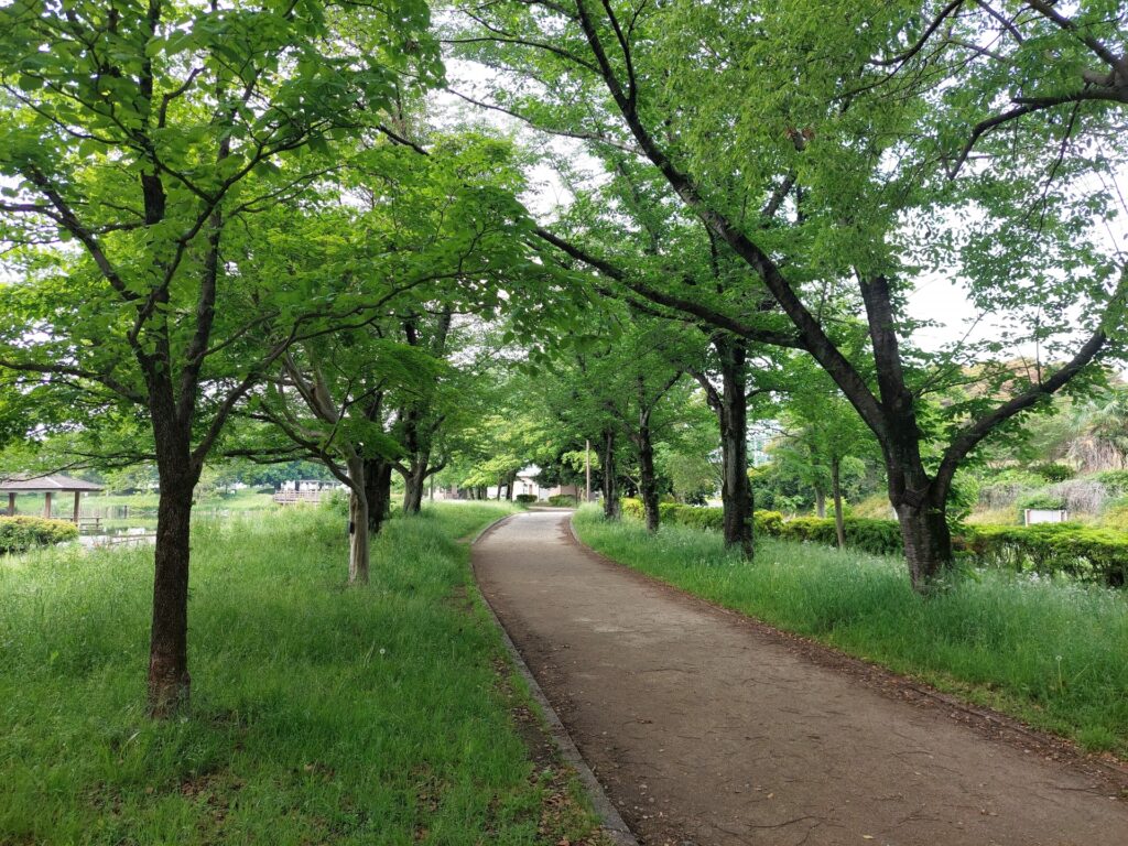 新緑の公園の並木道
